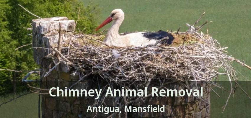 Chimney Animal Removal Antigua, Mansfield - TX