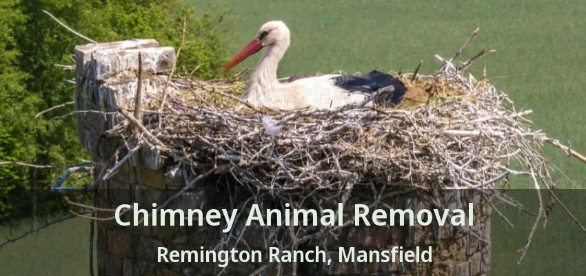 Chimney Animal Removal Remington Ranch, Mansfield - TX