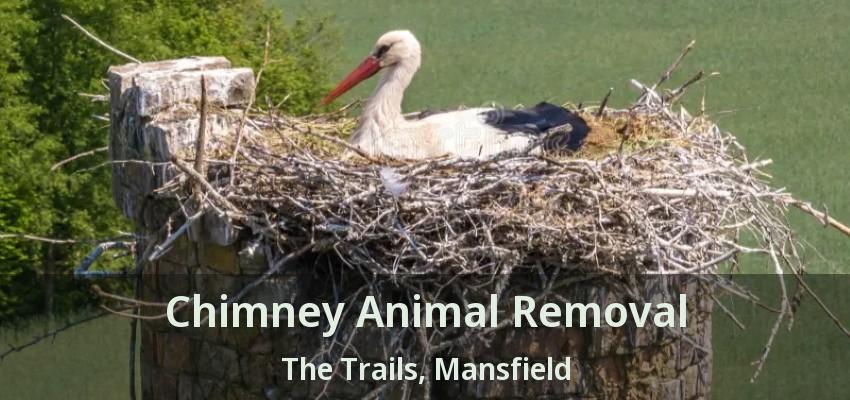 Chimney Animal Removal The Trails, Mansfield - TX