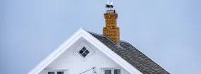Chimney Nest Removal Mansfield